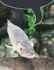 a fish in a tank with a speech bubble behind it