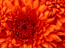 a close up of a red flower with a few other flowers in the background