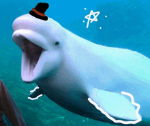 a white dolphin wearing a black top hat with a star drawn on it