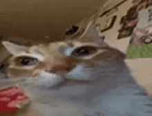 a close up of a cat 's face with a blurry background .