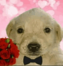 a puppy wearing a bow tie and holding a bouquet of red roses