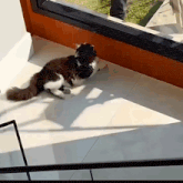 a black and white cat laying on a tiled floor next to a window