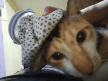 a cat is wearing a polka dot hat and looking at the camera