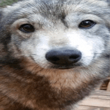 a close up of a wolf 's face looking at the camera .