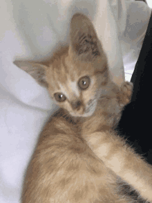 a small orange kitten laying on a white blanket looking at the camera