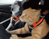a dog and a cat are sitting in a car with seat belts on