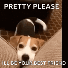a dog is laying on a couch with the words `` pretty please i 'll be your best friend '' .