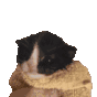 a black and white cat is wrapped in a brown scarf .