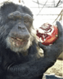 a close up of a chimpanzee holding a pomegranate in its hand .