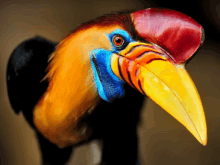 a colorful bird with a yellow beak has a red head