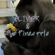 a gorilla eating a piece of food with the words " oliver & the pineapple " behind it