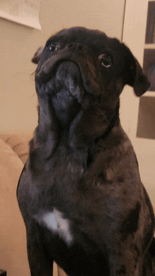 a close up of a pug dog looking up