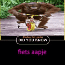 a picture of an orangutan riding a bicycle with the words " did you know fiets aapje "