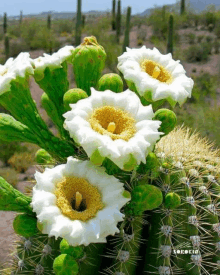 a close up of a cactus with white flowers and the name sarokis on the bottom