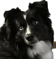 a close up of a black and white dog with a white background