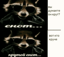 a picture of a raccoon wearing sunglasses and a black jacket