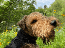 a dog with a black collar is sitting in a field of yellow flowers