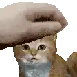 a person is petting a cat 's head with a towel .