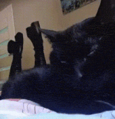 a black cat laying on its back with its paws up