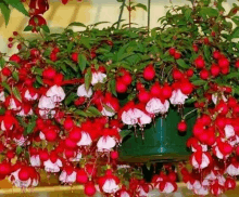 a hanging potted plant with red and white flowers