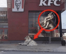 a lion is laying on the sidewalk outside of a kfc restaurant