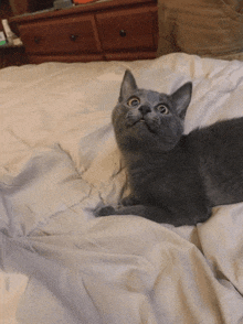 a gray cat is laying on a bed looking up