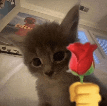 a kitten is holding a red rose with a fist in front of it .