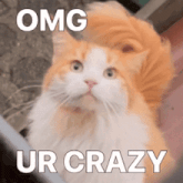 an orange and white cat with the words omg ur crazy written above it
