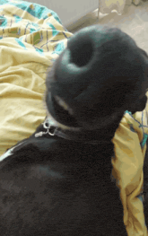 a close up of a dog 's nose with a collar on