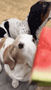 two dogs are playing with a watermelon slice