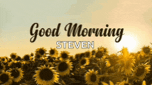 a field of sunflowers with the words good morning steven on the bottom