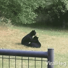 a couple of bears sitting on top of each other in a field with the words viralhog written on the fence