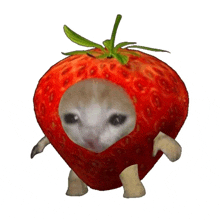 a strawberry with a cat 's face in the middle