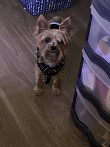 a small dog wearing a harness is standing next to a clear drawer