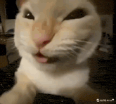 a close up of a cat making a funny face with its tongue out .