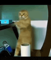 a cat is standing on its hind legs in front of a box that says hp