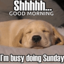 a dog is sleeping on a bed with the words `` shhhh ... good morning i 'm busy doing sunday ''
