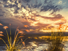 a painting of a sunset over a body of water with tall grass in the foreground