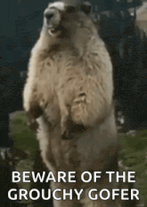 a groundhog standing on its hind legs with the words `` beware of the grouchy gofer '' .