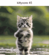 a picture of a kitten standing on its hind legs with the words kittycore 45 above it