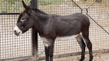 a donkey is standing in front of a fence in a pen .