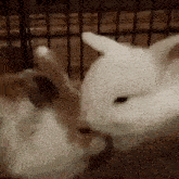 two rabbits are standing next to each other in a cage and licking each other .