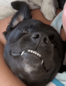 a black dog is laying on a person 's lap and looking up at the camera