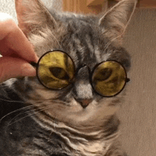 a close up of a cat wearing round glasses .