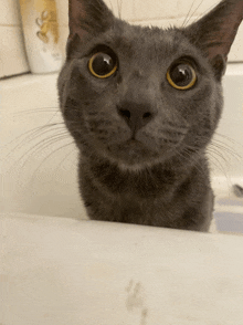 a close up of a cat 's face in a bathtub with a bottle of pantene in the background