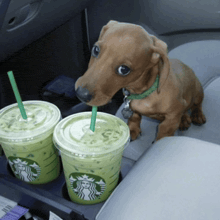 a dachshund drinking from a starbucks cup with a green straw