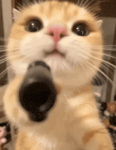 a close up of a cat holding a gun to its face