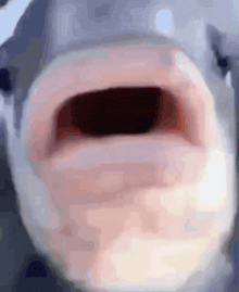 a close up of a shark 's mouth with its mouth wide open