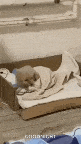 a puppy is wrapped in a blanket and sleeping in a cardboard box bed .