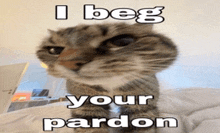 a cat with the words i beg your pardon written on it